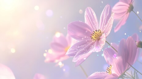 粉花微光梦幻景象