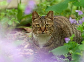 二月兰花中的狸花猫特写    