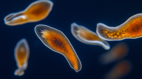 橙色生物体与水生物质