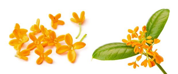 一些橙红色的桂花和桂花嫩叶