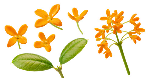 一些橙红色的桂花和桂花嫩叶