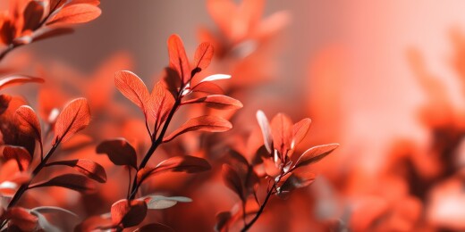 暖光下红叶植物特写