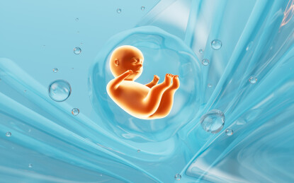 人类胚胎模型3D渲染