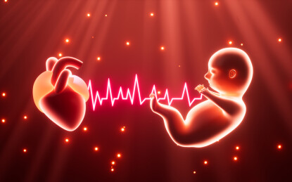 人类胚胎模型3D渲染