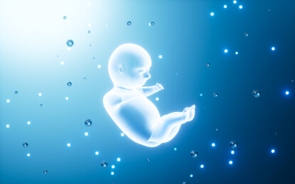 人类胚胎模型3D渲染