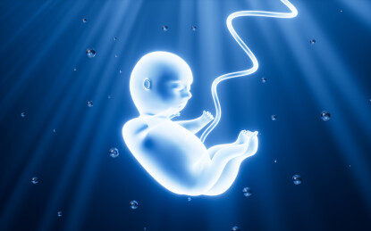 人类胚胎模型3D渲染