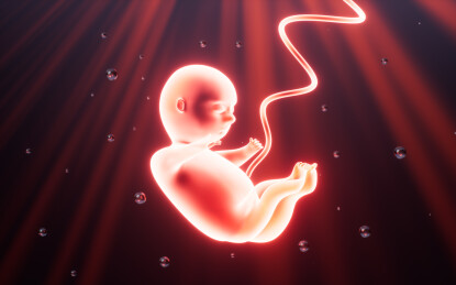 人类胚胎模型3D渲染