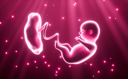 人类胚胎模型3D渲染