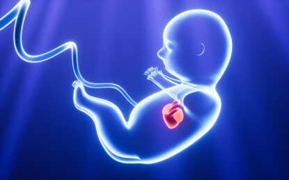 人类胚胎模型3D渲染