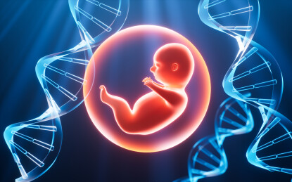 人类胚胎模型3D渲染