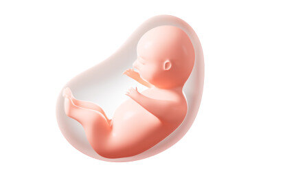 人类胚胎模型3D渲染