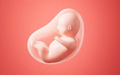 人类胚胎模型3D渲染