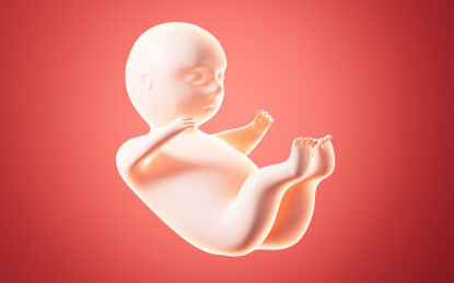 人类胚胎模型3D渲染