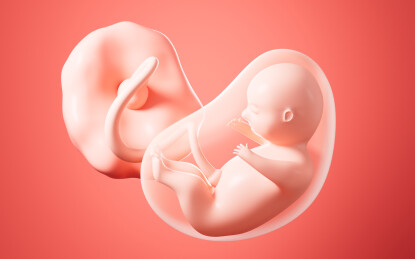 人类胚胎模型3D渲染