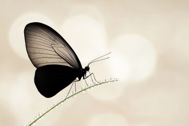 黑蝶停落露珠枝