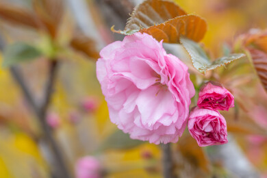 重瓣樱花