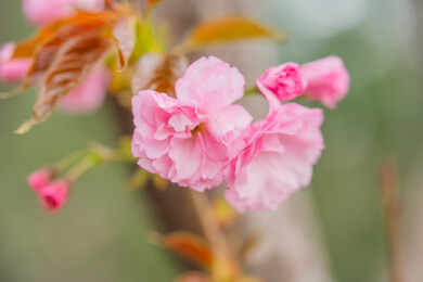 重瓣樱花