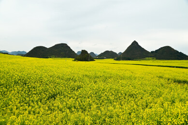 中国云南曲靖罗平金鸡峰丛油菜花