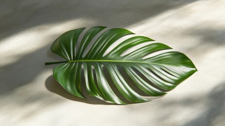 光影下的龟背竹叶静谧之美