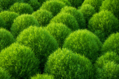 地肤草特写