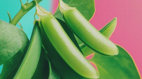 新鲜青豆荚特写