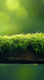 青苔朽木与绿色层次