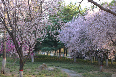 樱花