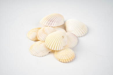 天然贝壳海螺装饰