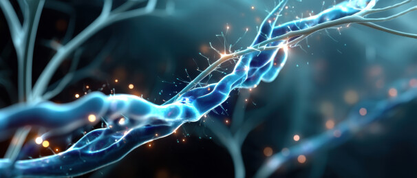 神经元突触传递