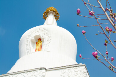 沈阳东塔寺玉兰花开