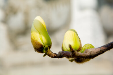 沈阳东塔寺玉兰花开