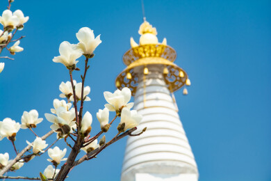 沈阳东塔寺玉兰花开