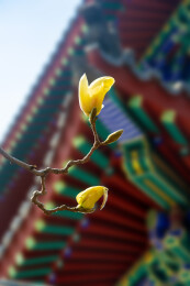 沈阳东塔寺玉兰花开