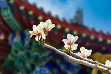 沈阳东塔寺玉兰花开