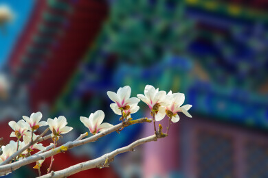 沈阳东塔寺玉兰花开