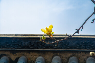 沈阳东塔寺玉兰花开