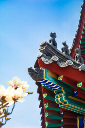 沈阳东塔寺玉兰花开