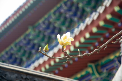 沈阳东塔寺玉兰花开