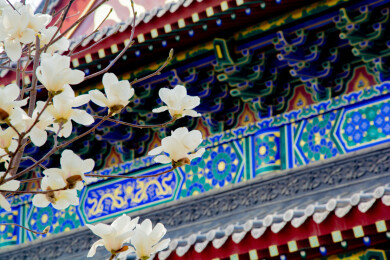 沈阳东塔寺玉兰花开