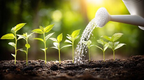 给幼苗浇水