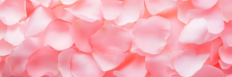 粉色玫瑰花瓣