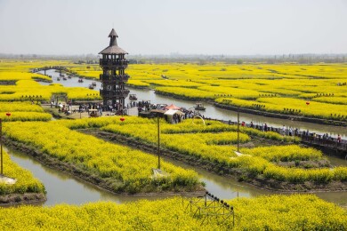 千岛垛田油菜花海自然风光