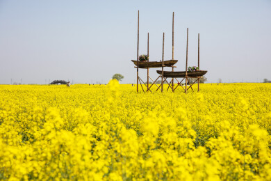 千岛垛田油菜花海自然风光