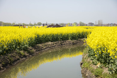 千岛垛田油菜花海自然风光