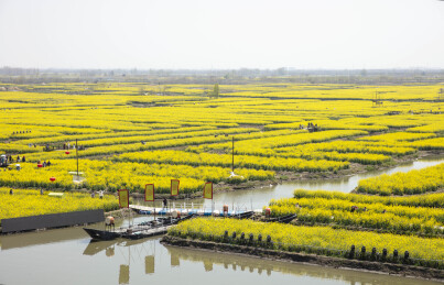 千岛垛田油菜花海自然风光