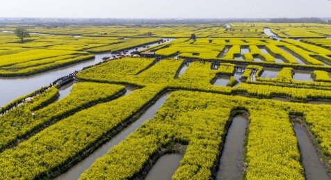 兴化千岛垛田油花风光