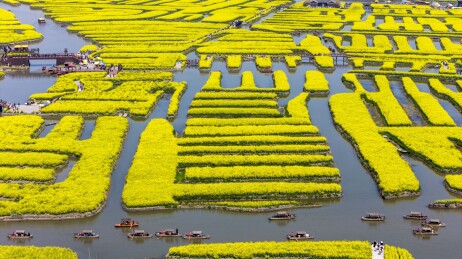 千岛垛田油菜花海自然风光