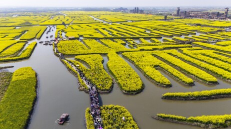 兴化千岛垛田油花风光