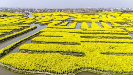 千岛垛田油菜花海自然风光