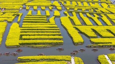 千岛垛田油菜花海自然风光